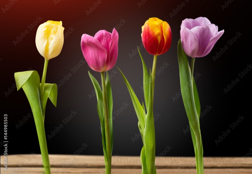 Fototapeta premium Tulip.