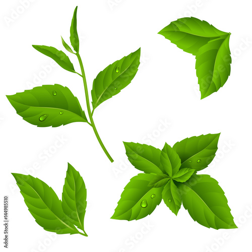 Fresh green tea sprig and mint leaves with drops of dew.Vector illustration of plant on isolated background. Eps 10