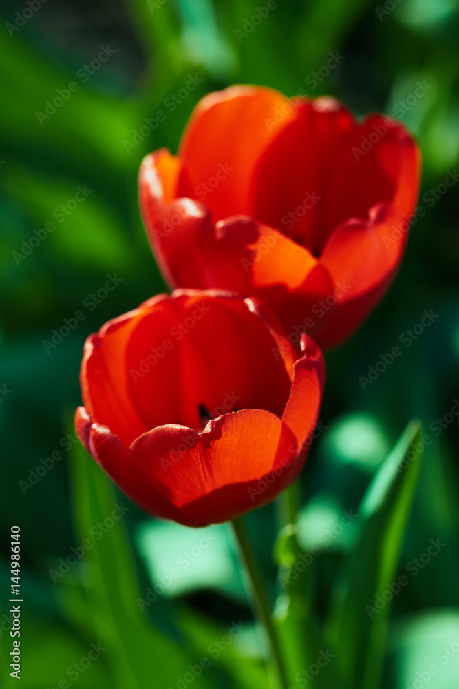 Two red tulips in spring of sunny day Two red tulips in spring of sunny day