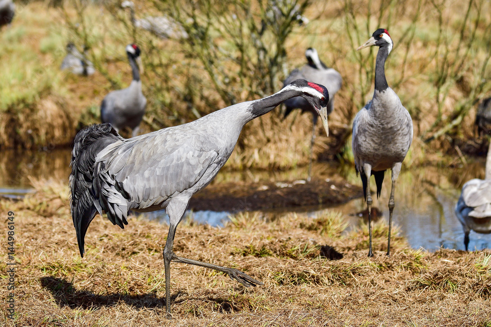 Fototapeta premium Eurasian crane
