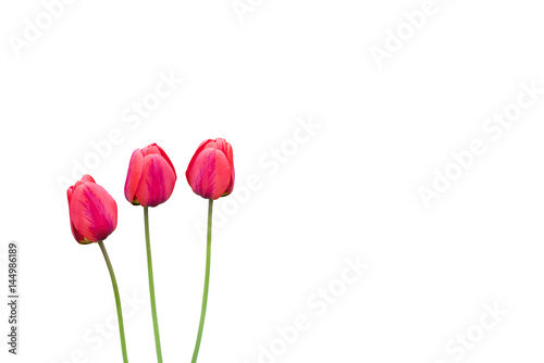 Drei rote Tulpen vor einen Wei  en Hintergrund
