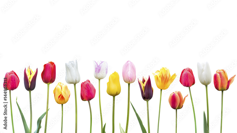 Viele Tulpen vor einen Weißen Hintergrund - obrazy, fototapety, plakaty 