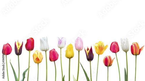 Fototapeta Naklejka Na Ścianę i Meble -  Viele Tulpen vor einen Weißen Hintergrund