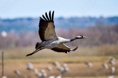Eurasian crane © hakoar
