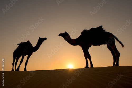 Rajasthan travel background - Camels silhouettes in dunes of Thar desert on sunset. Jaisalmer  Rajasthan  India