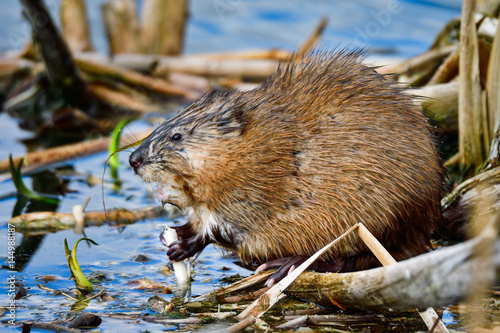 Muskrat photo