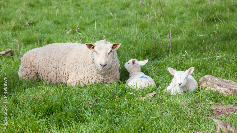 Mother sheep and lamb in green field Mother sheep and lamb in green field