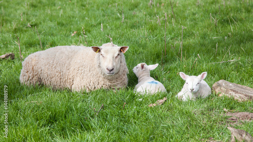 Mother sheep and lamb in green field