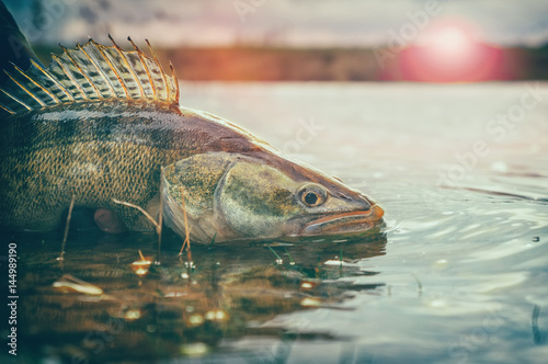 Fishing. I catch and release. Pike perch on freedom.