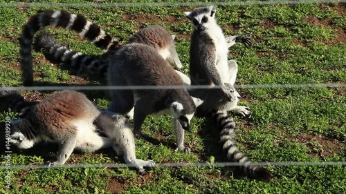 1920x1080 25 Fps. Very Nice  Lemurs Resting In Park Video.  photo