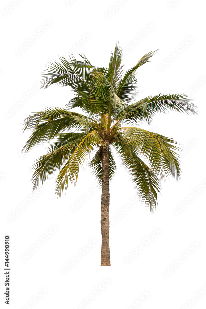 coconut palm tree coconut palm tree