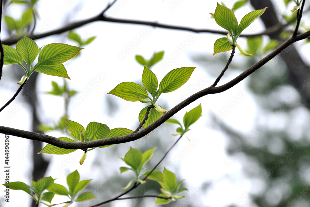 New leafs of sakura tree - somei yoshino,Cerasus × yedoensis.
New leafs of sakura tree - somei yoshino,Cerasus × yedoensis.