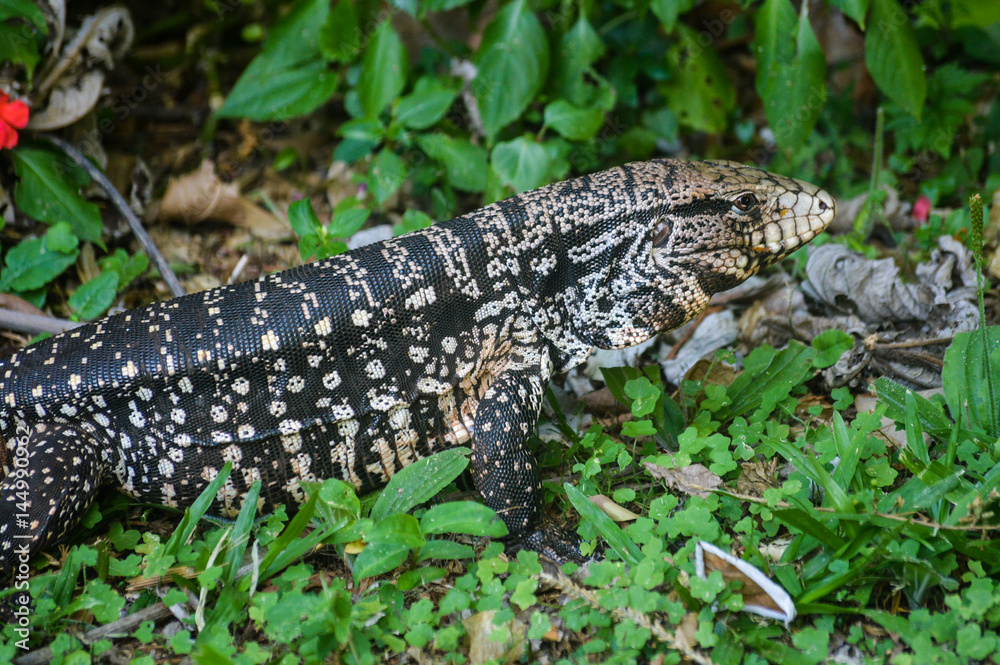 animal reptile about vegetation green animal reptile about vegetation green