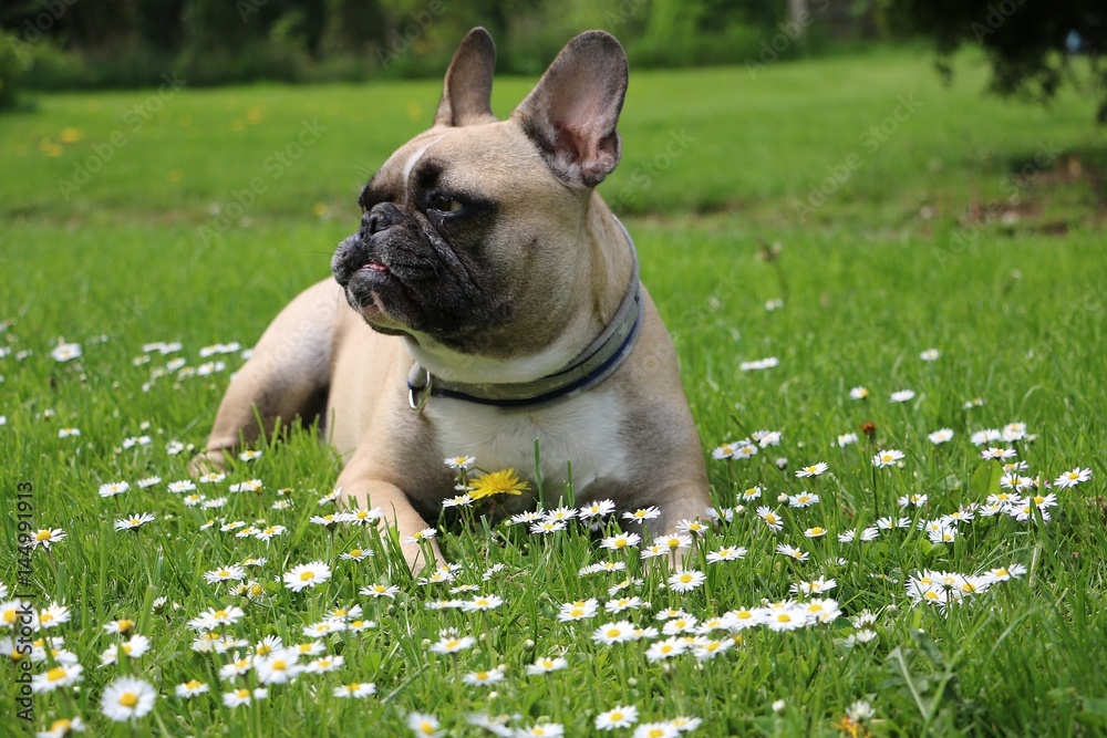 Fototapeta premium liegende französische bulldogge