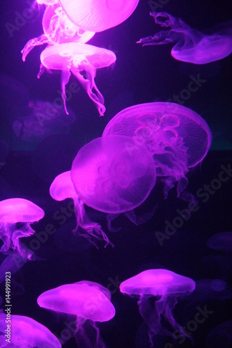 jellyfish bioluminescence sea ocean organism (moon jellyfish) Jump to: navigation, Aurelia aurita Aurelia aurita, Red Sea Scientific classification Kingdom: Animalia Phylum 