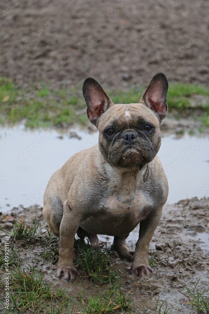 Fototapeta premium dreckige bulldogge