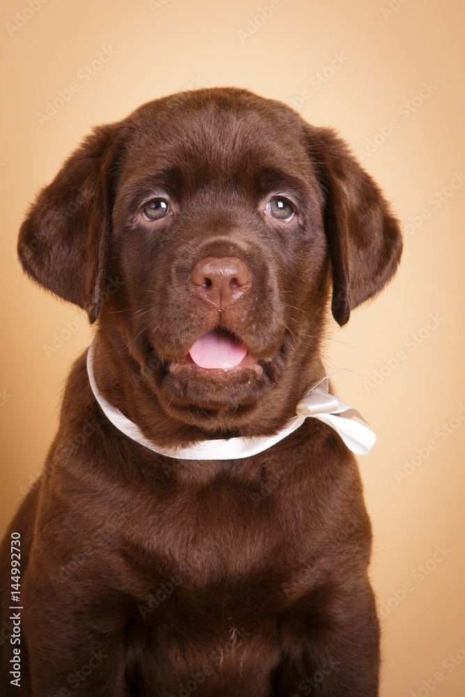 Brown Labrador retriever puppy portrait on tan background