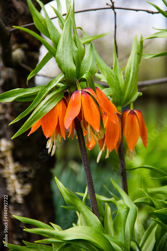 Orange crown imperial lily flowers (fritiallaria imperialis) in garden