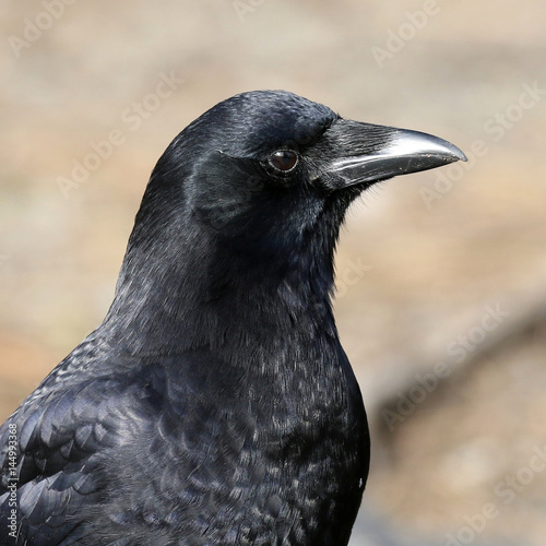 American Crow Profile