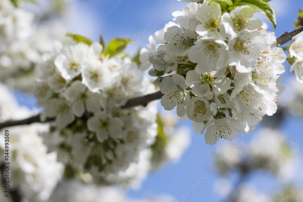 A branch of white flowers of cherry tree against a blue sky in spring