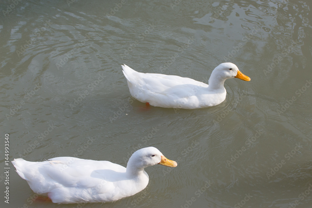a group of ducks a group of ducks