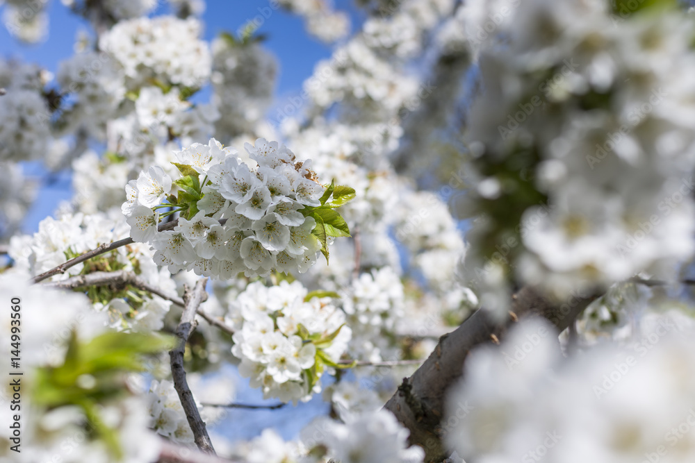 A branch of white flowers of cherry tree against a blue sky in spring