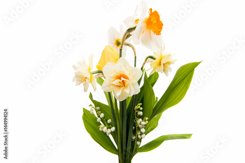 Daffodil flower isolated