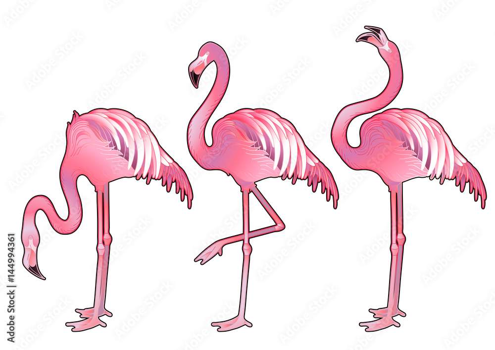 Obraz premium Cute graphic flamingo