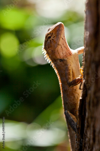 Brown tropical lizard