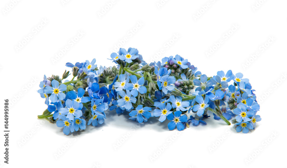 Forget-me-not flowers isolated Forget-me-not flowers isolated