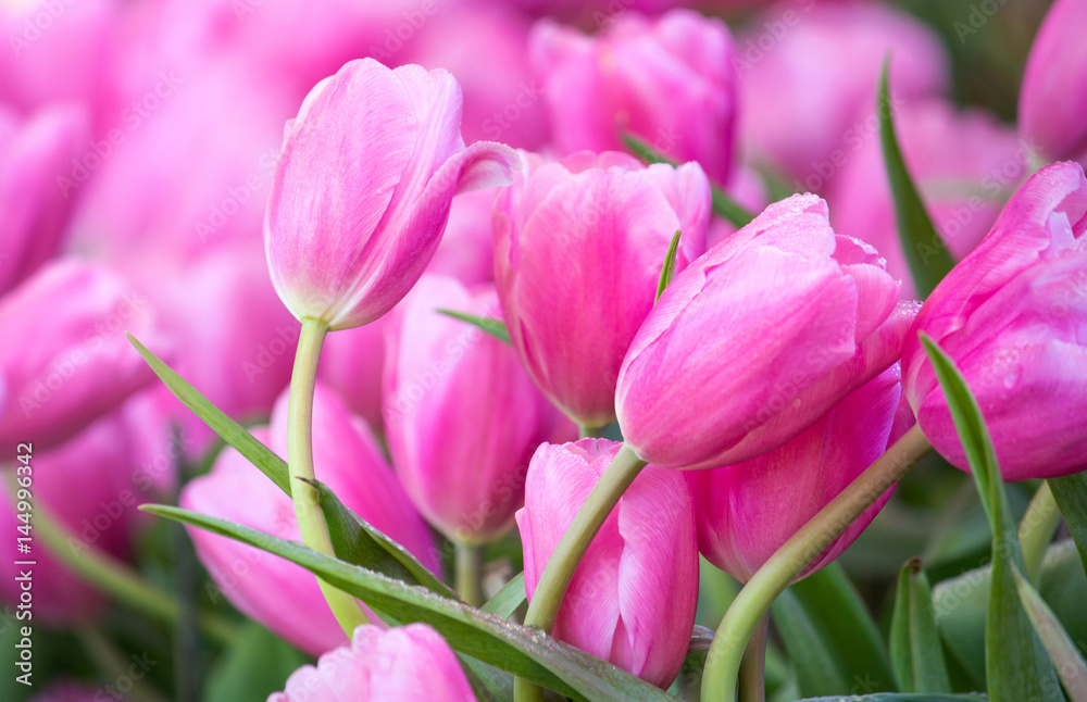 Fototapeta premium Pink tulip flower fields blooming in the garden