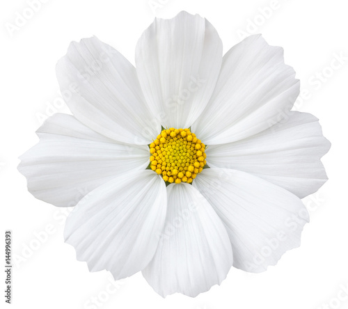 White cosmos flower isolated on white with clipping path