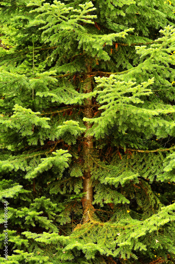 Pine Tree Lush Green Forest Pine Tree Lush Green Forest