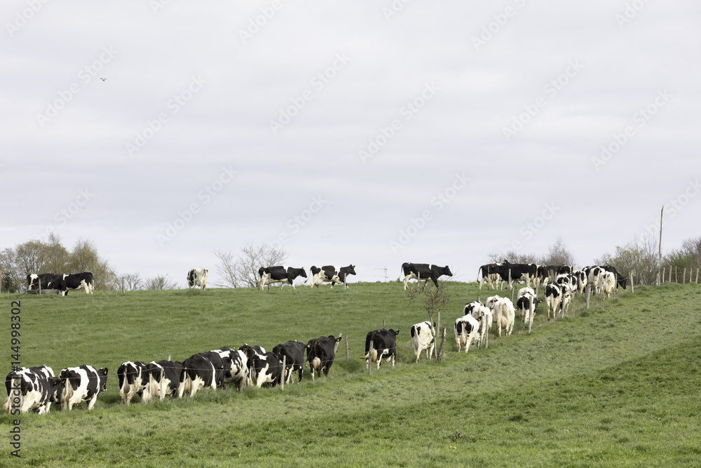 Obraz premium vache en file