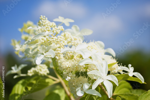 Closeup of a white flowering Hydrangea Paniculata Great Star "Le Vasterival"