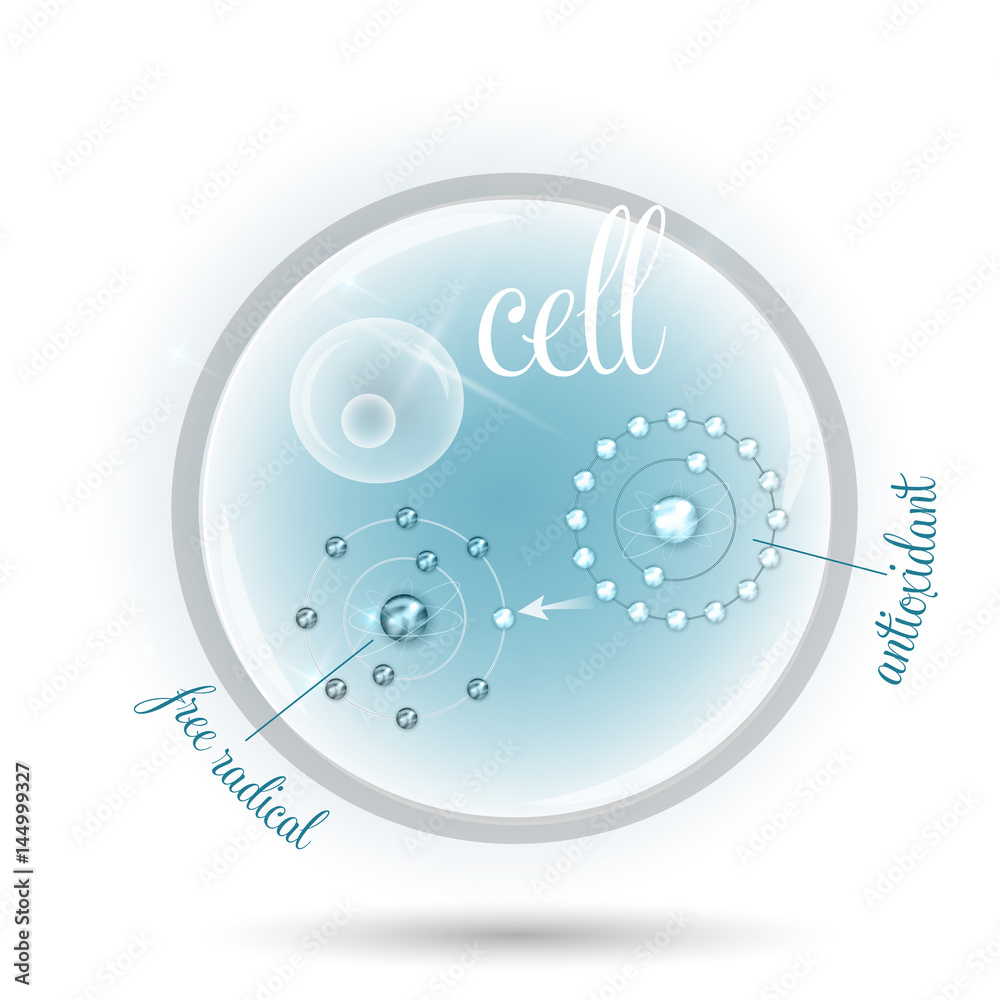 Cell anatomy and how antioxidant works against free radicals
