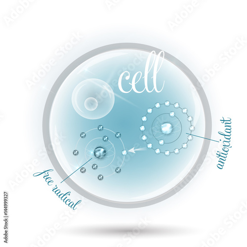 Cell anatomy and how antioxidant works against free radicals. Antioxidant donates missing electron to Free radical, now all electrons are paired.