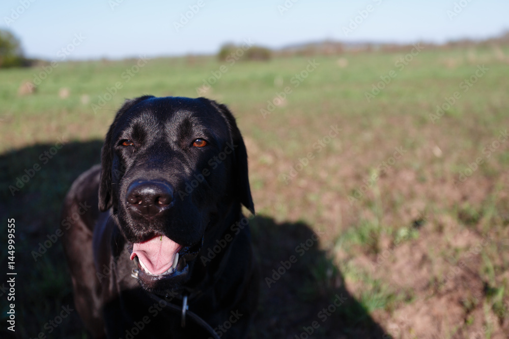 Closeup of a black Labrador Retriever sat down, tired and out of breath, with his tongue hanging out