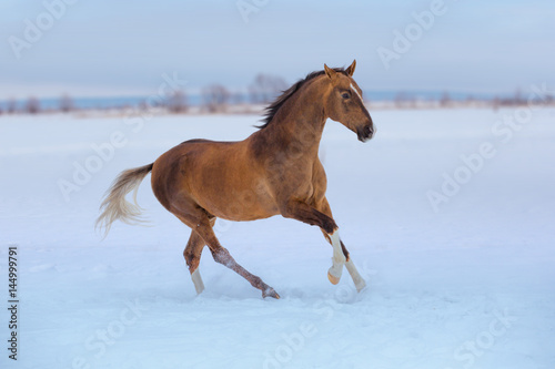 gold horse with white legs runs in snow on sky background