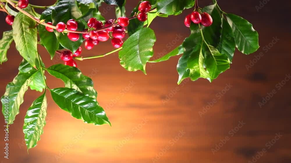 Coffee background, real coffee Plant over wood background. Border art design with Red beans on a branch of coffee tree with ripe fruits. Harvest. Roasted beans. 4K UHD video 3840X2160 Coffee background, real coffee Plant over wood background. Border art design with Red beans on a branch of coffee tree with ripe fruits. Harvest. Roasted beans. 4K UHD video 3840X2160
