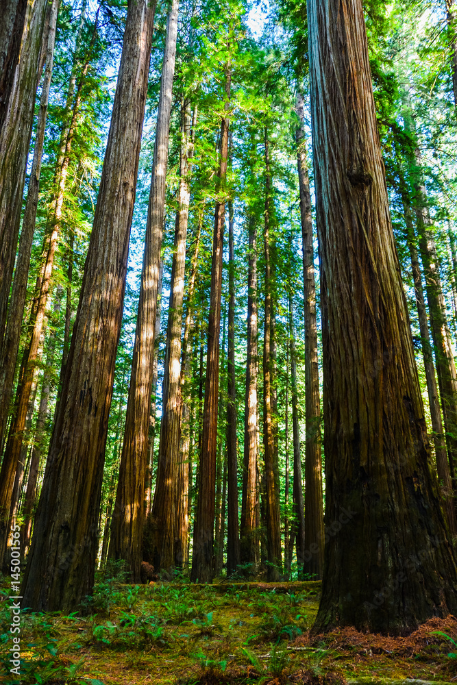 Obraz premium Die Mammuts vom Humboldt Park 