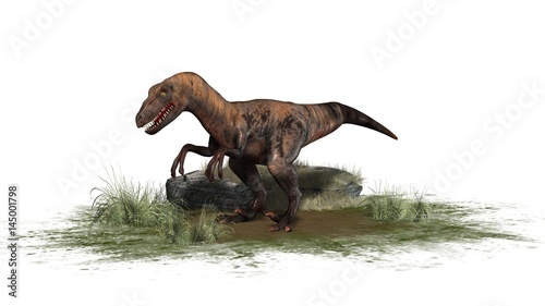 Raptor Velociraptor dinosours - isolated on white background © Riko Best