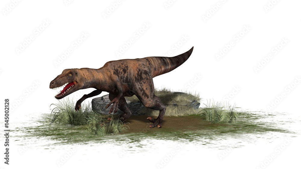 Fototapeta premium Raptor Velociraptor dinosours - isolated on white background