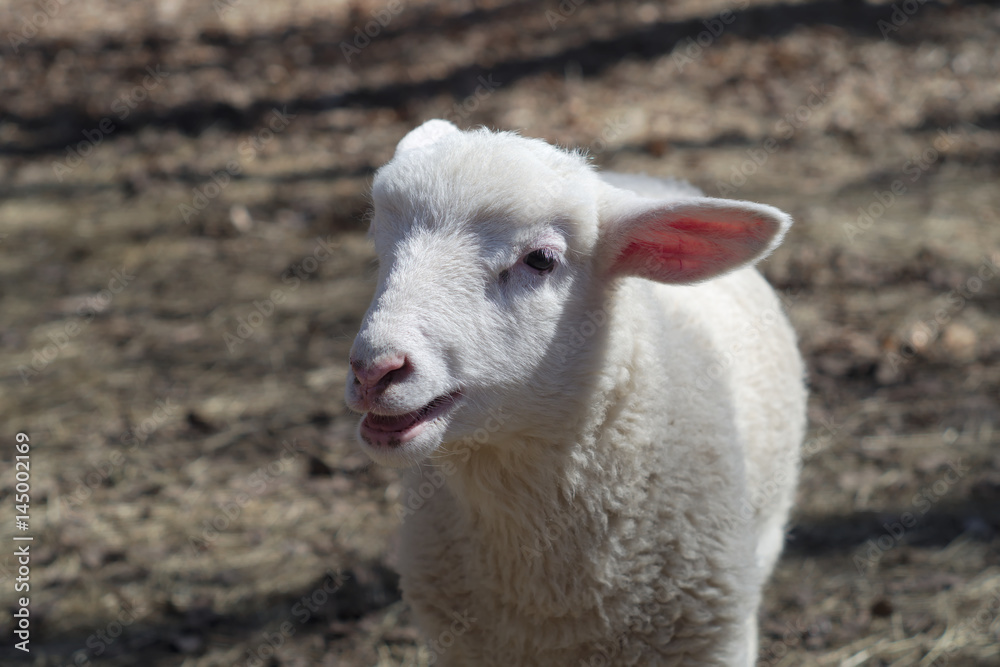 Obraz premium young sheep white lamb portrait isolated