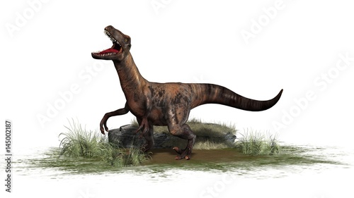 Raptor Velociraptor dinosours - isolated on white background photo