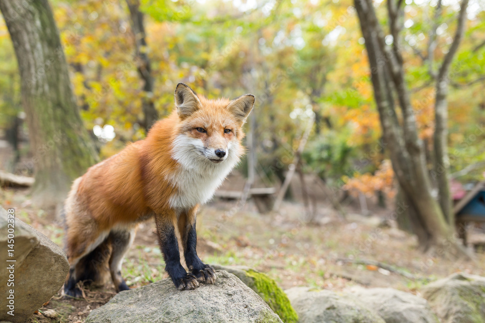 Wild fox Wild fox