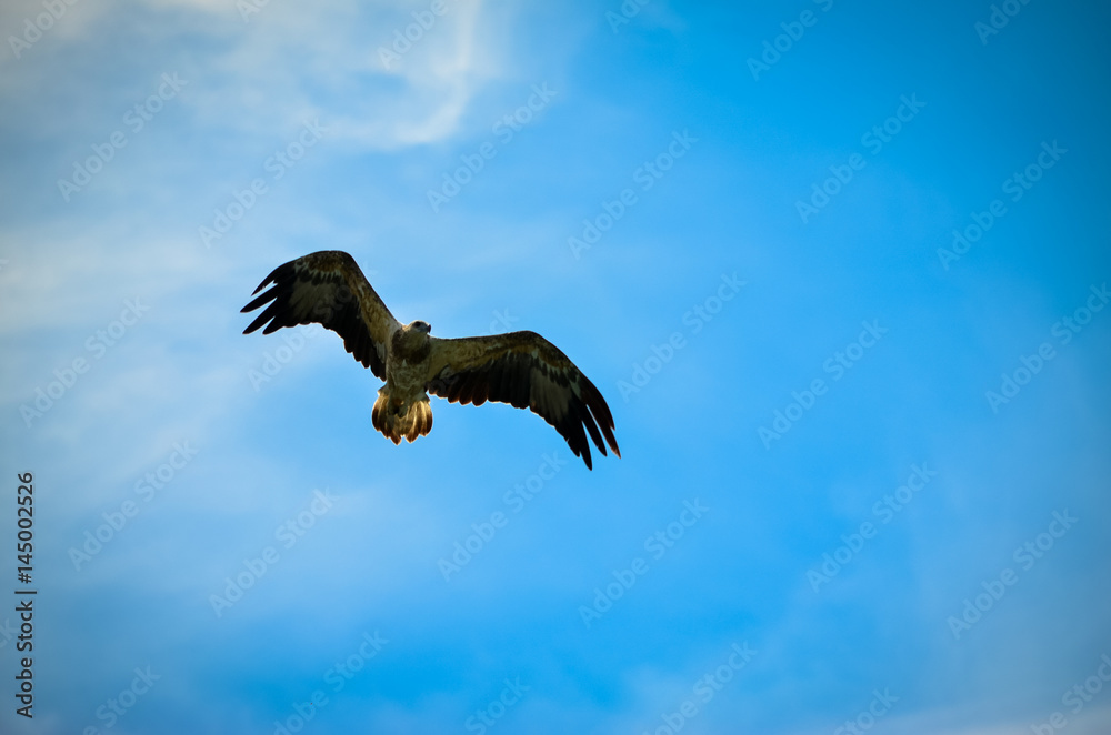 Flying Eagle 