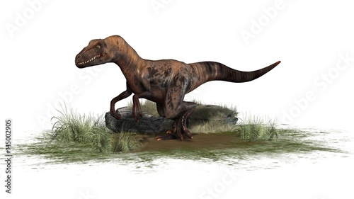 Raptor Velociraptor dinosours - isolated on white background