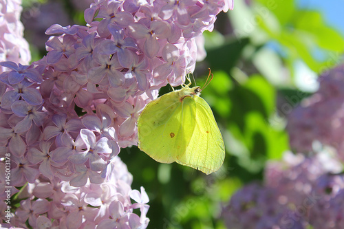 Canvas Print butterfly green on lilac flower