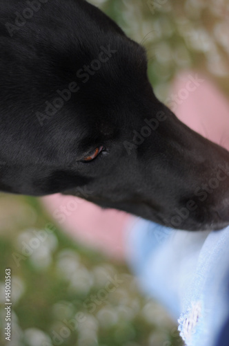 Dog close up